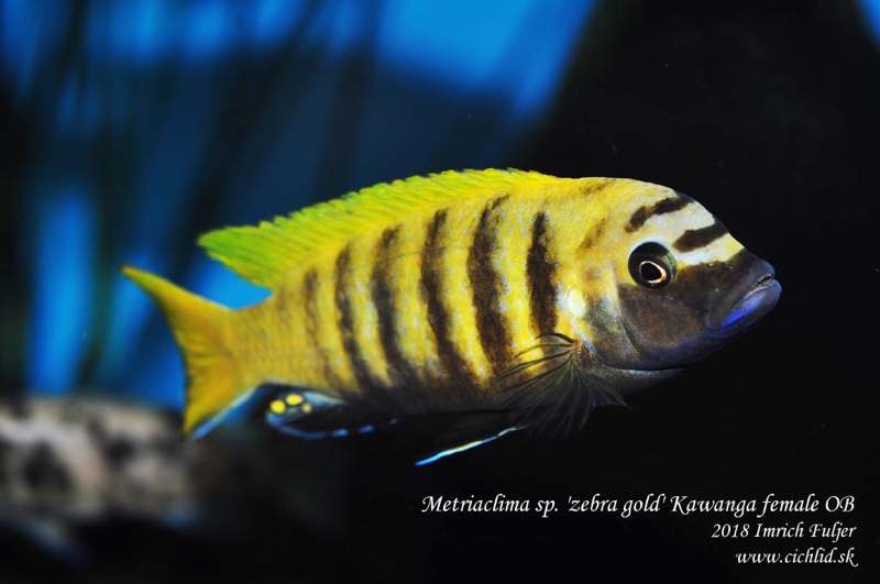 Maylandia sp. 'zebra gold' Kawanga